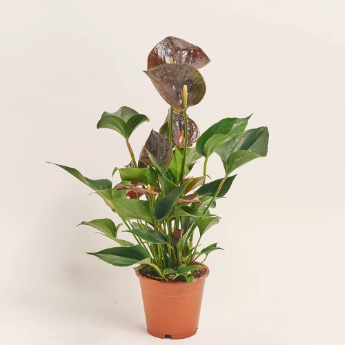 Зображення товару Антуріум Паріс Блек, артикул: 51789