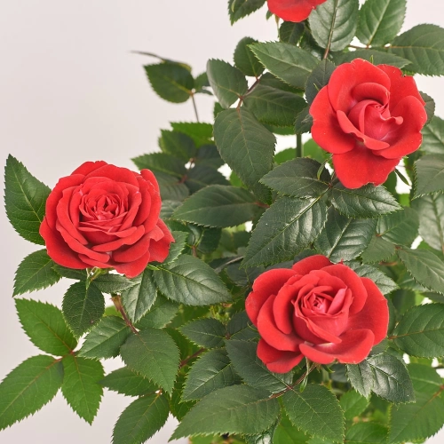 Зображення товару Троянда Кордана Кіс, артикул: 44011