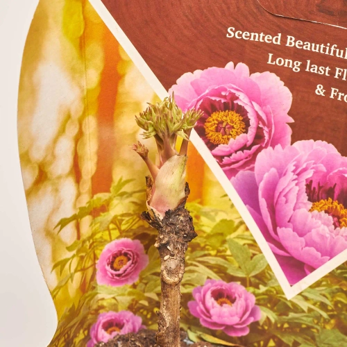 Зображення товару Півонія Суфрутикоза мікс, артикул: 57024