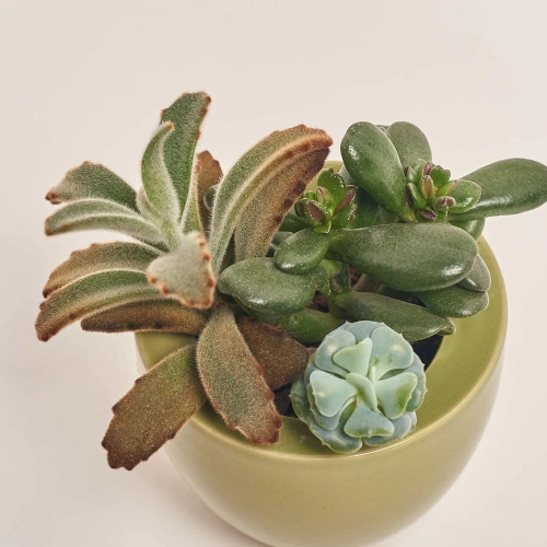 Зображення товару Сукулент мікс в горщ. в кераміці, артикул: 46831