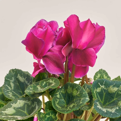 Цикламен XL мікс, артикул: 24014 Зображення товару Цикламен XL мікс, артикул: 24014