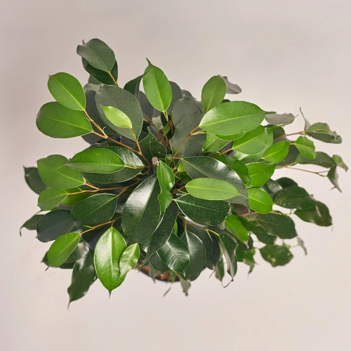 Фікус бе Даніель, артикул: 39993 Зображення товару Фікус бе Даніель, артикул: 39993