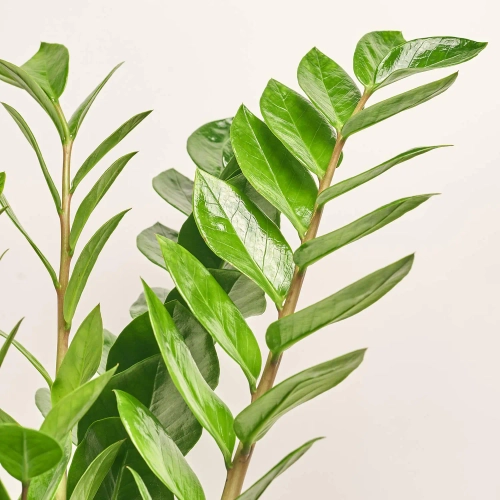 Зображення товару Заміокулькас та Кашпо Сет 510, артикул: 51853