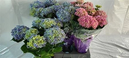 Гортензія мікс 5ст., артикул: 27874 Зображення товару Гортензія мікс 5ст., артикул: 27874