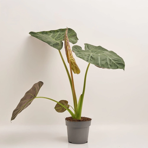 Зображення товару Алоказія Анторо Вельвет, артикул: 50049