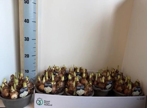 Нарцис Брайдал Краун, артикул: 56454 Зображення товару Нарцис Брайдал Краун, артикул: 56454