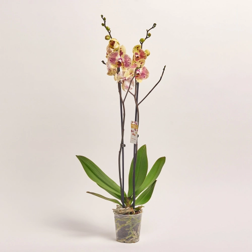 Фаленопсис 2ст. мікс, артикул: 18519 Зображення товару Фаленопсис 2ст. мікс, артикул: 18519