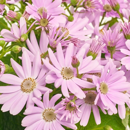 Зображення товару Перікаліс Венеція мікс, артикул: 4064