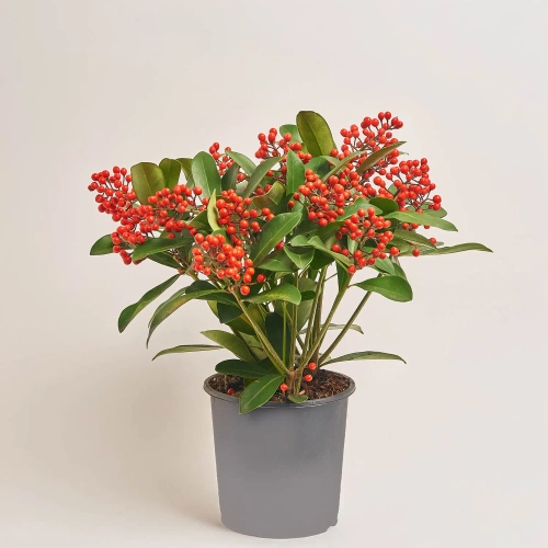 Скімія Японіка Пешн, артикул: 53512 Зображення товару Скімія Японіка Пешн, артикул: 53512