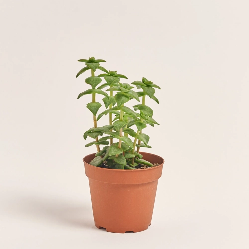 Зображення товару Сукулент мікс, артикул: 2166