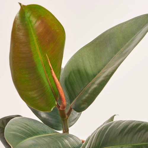 Зображення товару Фікус ел Робуста 1ст., артикул: 25621