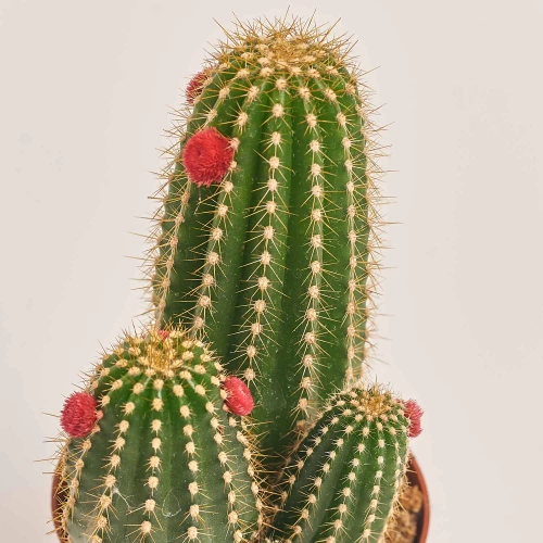 Зображення товару Кактус з квітами, артикул: 53634