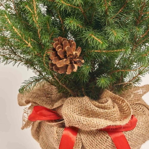 Зображення товару Композиція Ялина Коніка декор, артикул: 31803