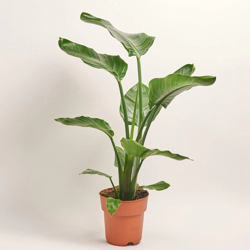 Стреліція Ніколай, артикул: 56049 Зображення товару Стреліція Ніколай, артикул: 56049