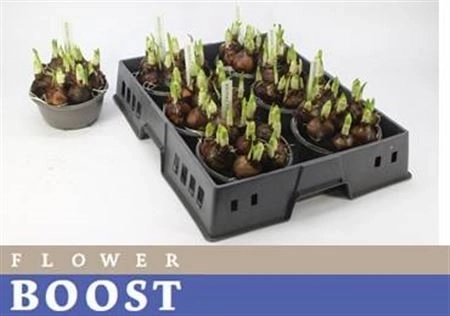 Зображення товару Нарцис Брайдал Краун, артикул: 45199