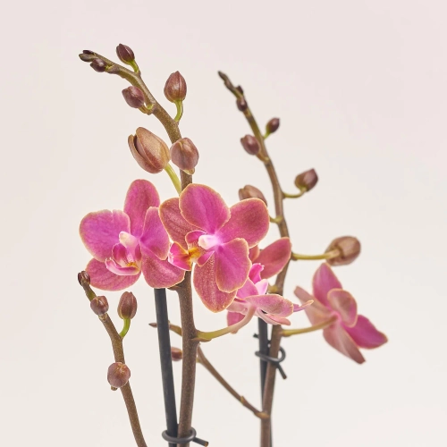 Зображення товару Фаленопсис Мф "Парфум" 2ст., артикул: 57160