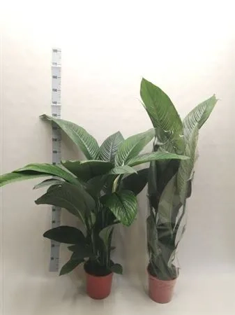 Зображення товару Спатифіллум Сенсація, артикул: 55543