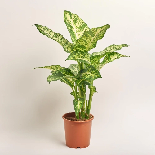 Зображення товару Дифенбахія Марс, артикул: 19400