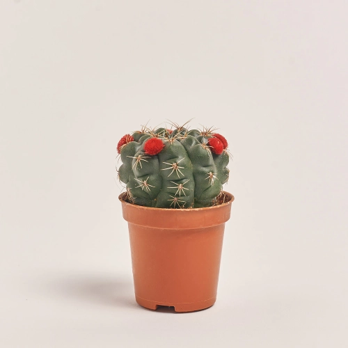 Зображення товару Кактус з квітами, артикул: 53320