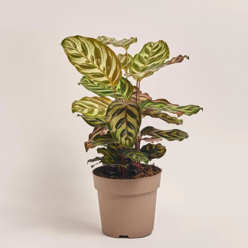 Калатея мікс, артикул: 18458 Зображення товару Калатея мікс, артикул: 18458