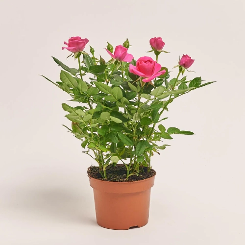 Зображення товару Троянда мікс, артикул: 1294