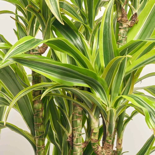 Драцена Лемон Лайм 3ст., артикул: 56886 Зображення товару Драцена Лемон Лайм 3ст., артикул: 56886