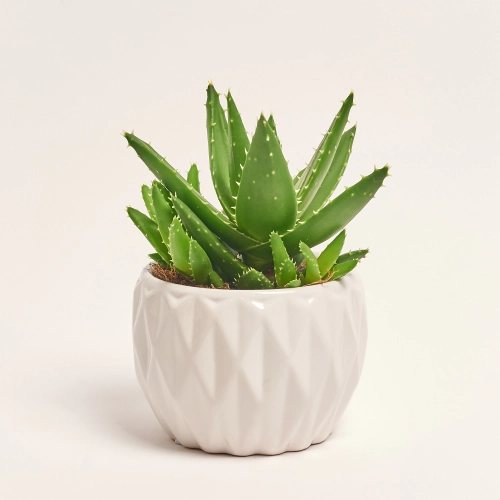 Зображення товару Сукулент мікс, артикул: 5756