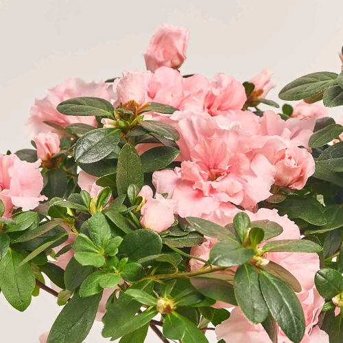 Азалія мікс штамбова, артикул: 1186 Зображення товару Азалія мікс штамбова, артикул: 1186