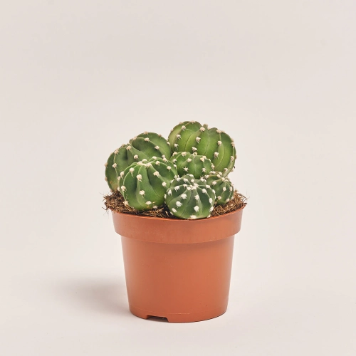 Зображення товару Кактус мікс, артикул: 25671