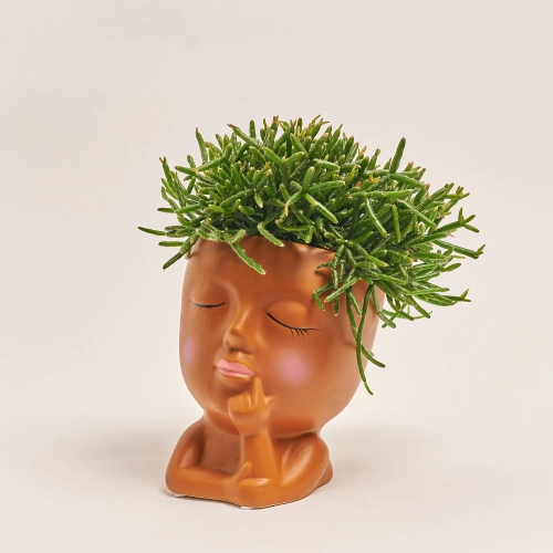 Зображення товару Рипсаліс мікс "Фейс", артикул: 55301