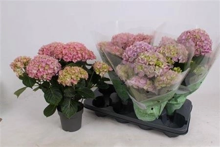 Зображення товару Гортензія бузкова 5ст., артикул: 46826