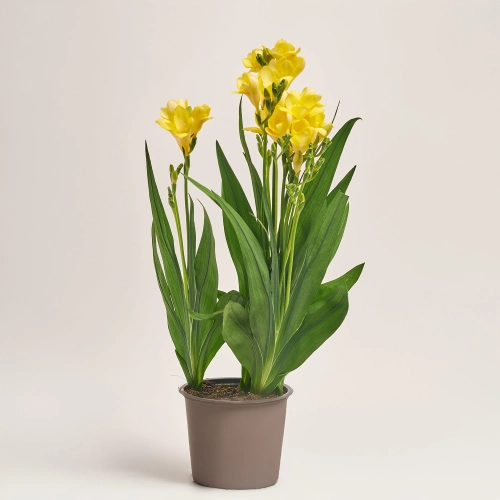 Фрезія мікс, артикул: 2864 Зображення товару Фрезія мікс, артикул: 2864