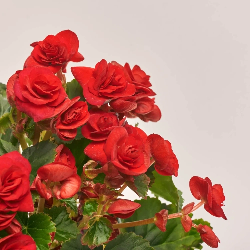 Бегонія мікс, артикул: 1205 Зображення товару Бегонія мікс, артикул: 1205