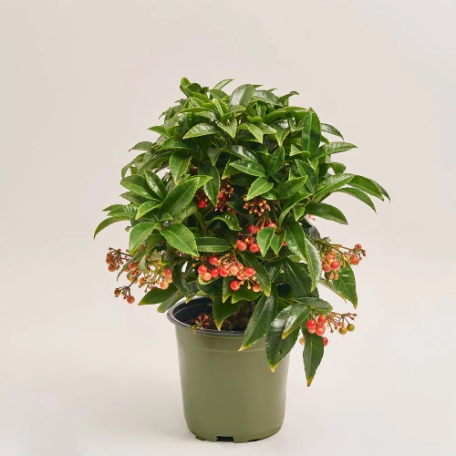 Зображення товару Ардізія Крената, артикул: 12626