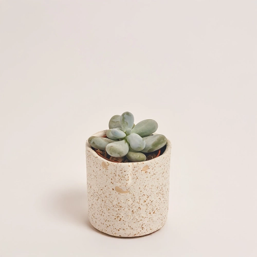 Зображення товару Сукулент мікс в кер., артикул: 30451