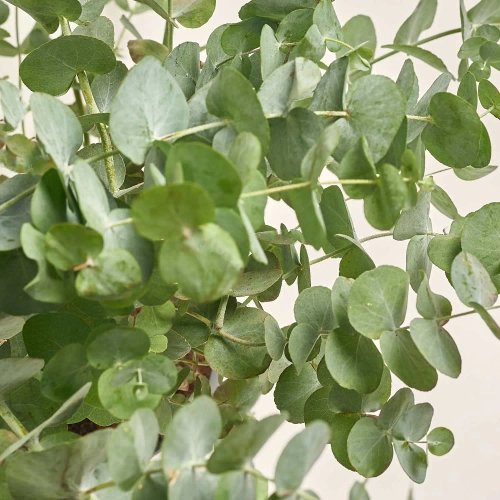 Зображення товару Евкаліпт Цинерея, артикул: 52987