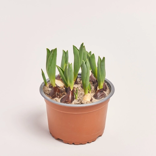 Тюльпан Дабл, артикул: 45408 Зображення товару Тюльпан Дабл, артикул: 45408