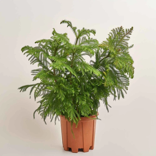 Зображення товару Араукарія Гетерофіла, артикул: 52838