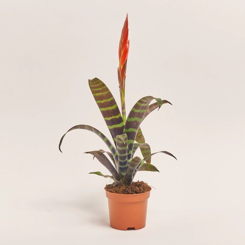 Врієзія Ера, артикул: 35379 Зображення товару Врієзія Ера, артикул: 35379