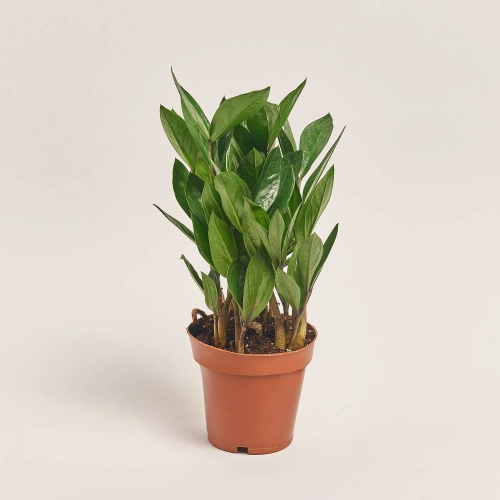 Заміокулькас 4ст., артикул: 53920 Зображення товару Заміокулькас 4ст., артикул: 53920