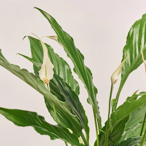 Спатифіллум Мімесіс Світ Чіко, артикул: 55451 Зображення товару Спатифіллум Мімесіс Світ Чіко, артикул: 55451