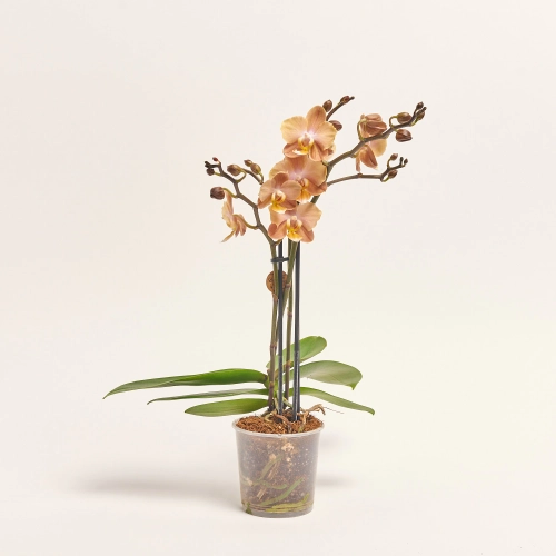 Фаленопсис Монако №9 3ст., артикул: 56725 Зображення товару Фаленопсис Монако №9 3ст., артикул: 56725