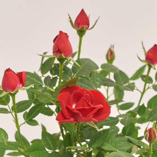 Зображення товару Троянда мікс, артикул: 1294