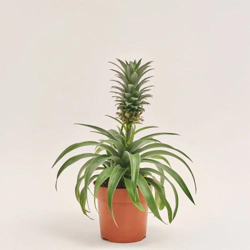 Зображення товару Ананас Аміго, артикул: 19686