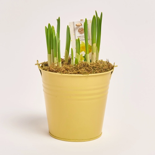 Нарцис Тет-а-Тет в цинк. горщ., артикул: 45319 Зображення товару Нарцис Тет-а-Тет в цинк. горщ., артикул: 45319