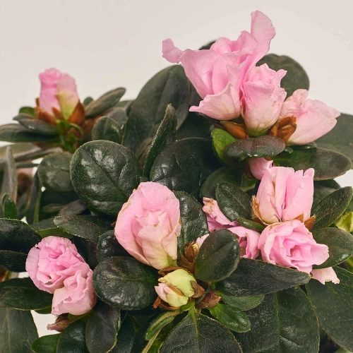 Зображення товару Азалія мікс в кер., артикул: 53419