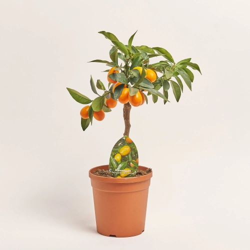 Зображення товару Цитрофортунелла Маргаріта Кумкват, артикул: 56278