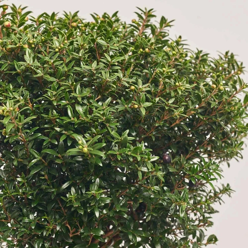 Зображення товару Мірт Коммуніс штамбовий, артикул: 21128