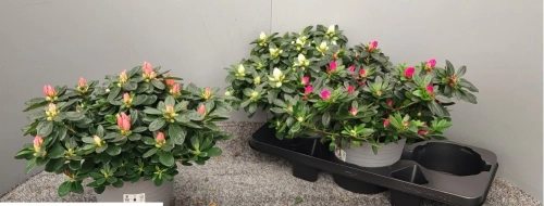 Зображення товару Азалія мікс, артикул: 48229