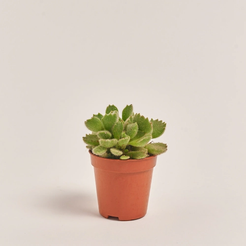 Зображення товару Сукулент мікс, артикул: 39954